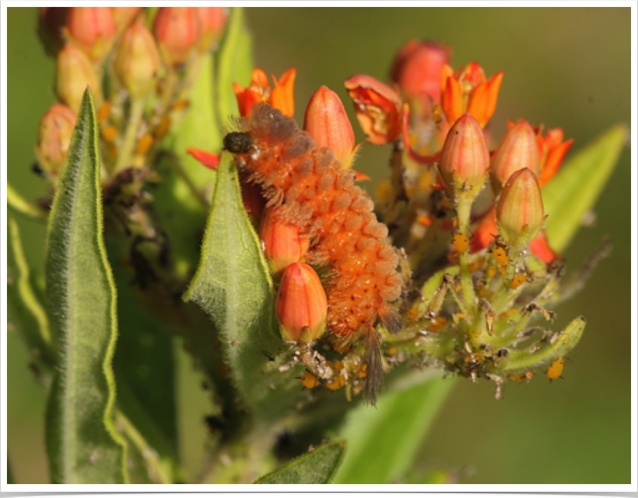 Unexpected Cycnia on Milkweed
Cycnia inopinatus
Lowndes County, Mississippi